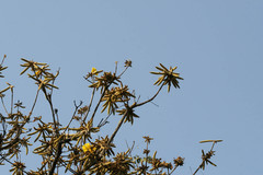 Handroanthus chrysotrichus